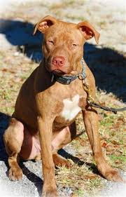 Blue nose american pitbulls are just one of several coat colors that originates from the breed the term 'pitbull' is an umbrella term for a group of pitbull type dogs who descend from terriers and bulldogs. Characteristic Features Of Red Nose Pit Bulls You Should Know Dogappy