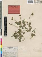 Image result for Vigna radicans