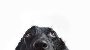 Finding the best pet insurance plan for your pet is important. The Scoop On Pet Insurance Kare11 Com
