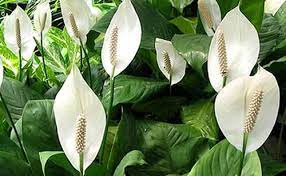 Your lucky flower promises wealth and success. These Plants Can Bring Love Luck Prosperity To Your Life Says Feng Shui Top 10 Plants Nurserylive Wikipedia