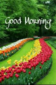 good morning photo के लिए इमेज परिणाम