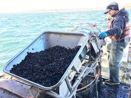 Image result for Amnesic Shellfish Poisoning