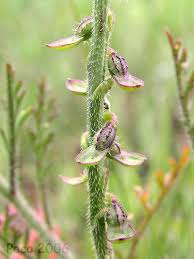 Image result for Carrichtera annua