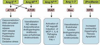 High quality angiotensin i (human, mouse, rat). Renin Angiotensin System Revisited Fyhrquist 2008 Journal Of Internal Medicine Wiley Online Library