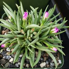 Image result for Gnidia stenophylla