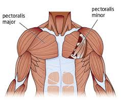 There are around 650 skeletal muscles within the typical human body. The 3 Best Chest Exercises To Build A Bigger Chest Pectoralis Muscles Chest Muscles Muscle Anatomy