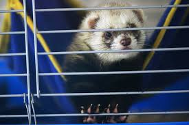 Now, swedish life science company enzymatica has claimed that their oral spray. Nasal Spray Prevents Covid Infection In Ferrets Study Finds The New York Times