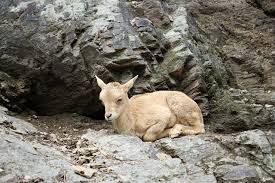 Feb aktuální soutěž na logo pražské zoo ukazuje, že spojení nevhodně zadané soutěže a poroty, ve které nezasedne jediný. File Ammotragus Lervia Zoo Praha 117 Jpg Wikimedia Commons