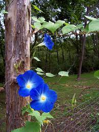 Casey Artandcolour The Pentagon In All It S Morning Glory Blue Morning Glory Morning Glory Flowers Morning Glory
