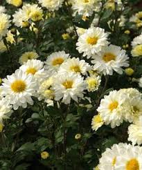 Chrysanthemum Indicum Hybride Poesie Herbst Chrysantheme Gardening Chrysanthemen Herbstgarten Und Stauden