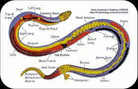 Corn Snake Care Sheet Cornsnake Co Uk