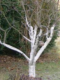 Beim bäume kalken werden die stämme von obstbäumen und co. Jetzt Noch Weissanstrich Fur Obstbaume Auftragen Landesbetrieb Landwirtschaft Hessen