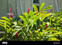 Ginger douglas hi-res stock photography and images - Alamy