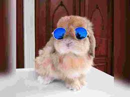 Colecție de la constanta lazarescu • ultima actualizare în urmă cu 1 zi. 14 Cele Mai Adorabile Poze Cu Animale Repere Eu