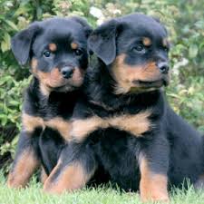 Maybe you would like to learn more about one of these? Home American Rottweiler Club