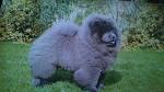 Chow Chow Puppies for Sale from Reputable Dog Breeders