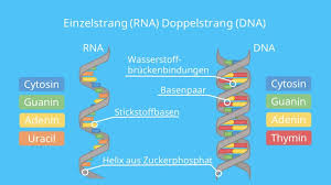 The sugar and phosphate groups form the polymer's backbone. Dna Und Rna Im Vergleich Unterschiede Gemeinsamkeiten Mit Video