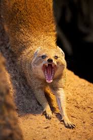 Image result for Englerina muerensis