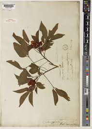 Image result for Farquharia