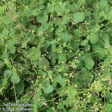 Image result for Boerhavia
