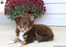 Aussiedoodles can vary from medium to small in size, since they can either be mixed with a miniature or a toy poodle, with the miniature poodle being the bigger of the two. Toy Australian Shepherd Mix Puppies For Sale Greenfield Puppies
