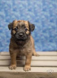 Pomeranian · las vegas, nv. Rescue Puppies Dog Photography Las Vegas Nv Bark Gallery Las Vegas Pet Portraits