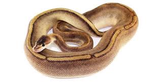 Maybe you would like to learn more about one of these? Ball Python Morphs Everything You Need To Know Reptpedia