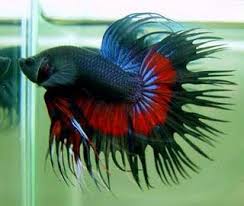 Betta Cola De Corona Betta Fish Betta Fish Tank Mates Betta Fish Tank