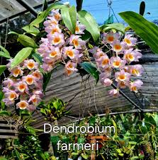 Image result for Aerangis collum-cygni