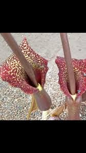 Image result for Sauromatum venosum