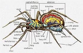 Spider Internal Anatomy Arachnids Hobo Spider Spider