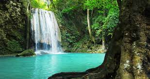 Get 100's of free video templates, music, footage and more at motion array: Paradise Jungle Forest With Beautiful Stock Footage Video 100 Royalty Free 10599545 Shutterstock