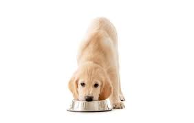 The mini golden retriever may be small, but she is an active little thing, so she'll need lots of exercises. Free Photo Portrait Of Five Adorable Golden Retriever Puppies
