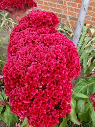 Biggest Roosters Comb I Have Ever Grown My Signature Flower I Grow Them Every Year All Flowers Flower Garden Flowers