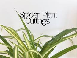 Image result for Chlorophytum perfoliatum