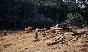 Need to translate kayu balak from malay? File Kayu Balak 8168915431 Jpg Wikimedia Commons