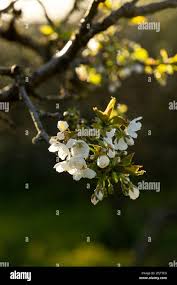 Image result for Cherry Blossom White 1972 Colt