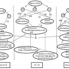 Image result for Panicum habrothrix