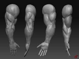 A strain is when your muscle fibers are stretched. Back Muscles Drawing Reference Female Novocom Top