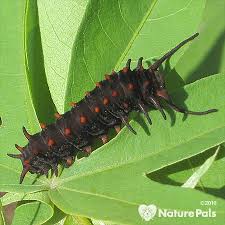 Black And White Striped Caterpillar With Orange Dots Identify Caterpillars By Pictures And Where Do Caterpillars Live Gardens With Wings