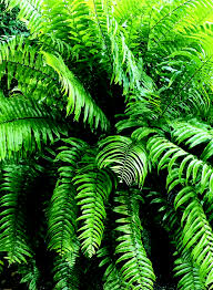 Image result for Nephrolepis biserrata