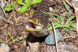 Maybe you would like to learn more about one of these? Southern Alligator Lizard Care Sheet Reptiles Cove