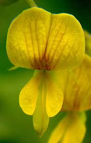 Image result for Rhynchosia