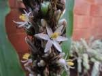 Image result for Chlorophytum macrophyllum