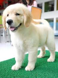  Anjingkita Com Jual Golden Retriever Jantan Anjing Golden Retriever Anak Anjing Anjing Anjing Chihuahua
