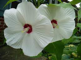 The floral plate is a combination of a blue floral pattern on a white base. This White Dinner Plate Hibiscus Is Next To My Front Porch Sadly The Blooms Only Last A Day Maybe Two White Dinner Plates Hibiscus Bloom
