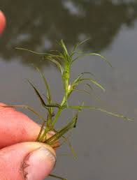 Image result for Najadaceae