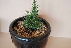 Image result for rosemary container