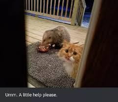I have been dealing with both raccoons and possums that share the food i give to my ferals. Cat Is Really Upset That An Opossum Is Eating His Food