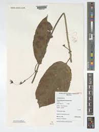 Image result for Neoschumannia cardinea